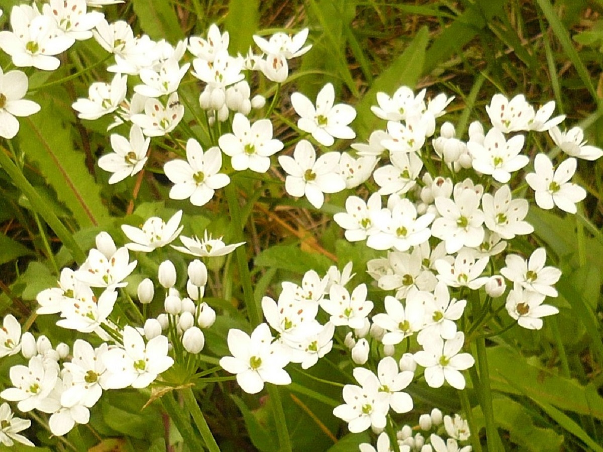 Allium subhirsutum subsp. subhirsutum (Amaryllidaceae)